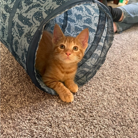 My grandkittens- they’ve grown! 6 months old now! - Picture 14 of 17